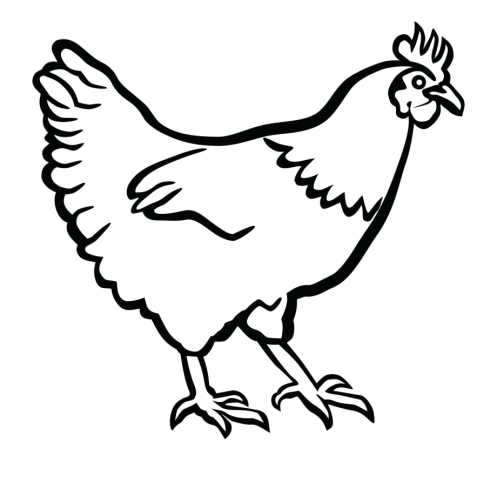 Poulet